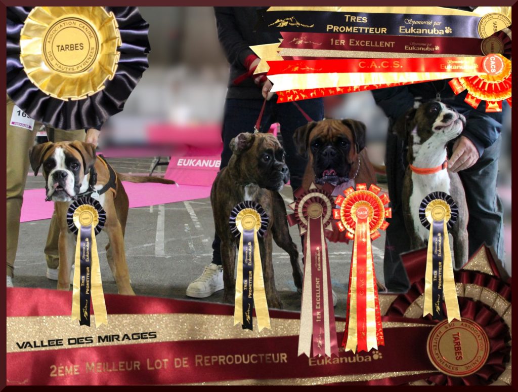 You are currently viewing Exposition nationale canine de Tarbes